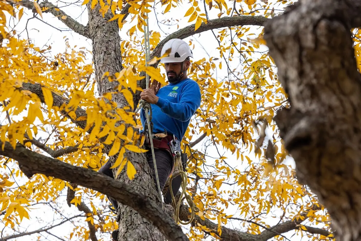 Skilled Tree Planting crew working in Bath